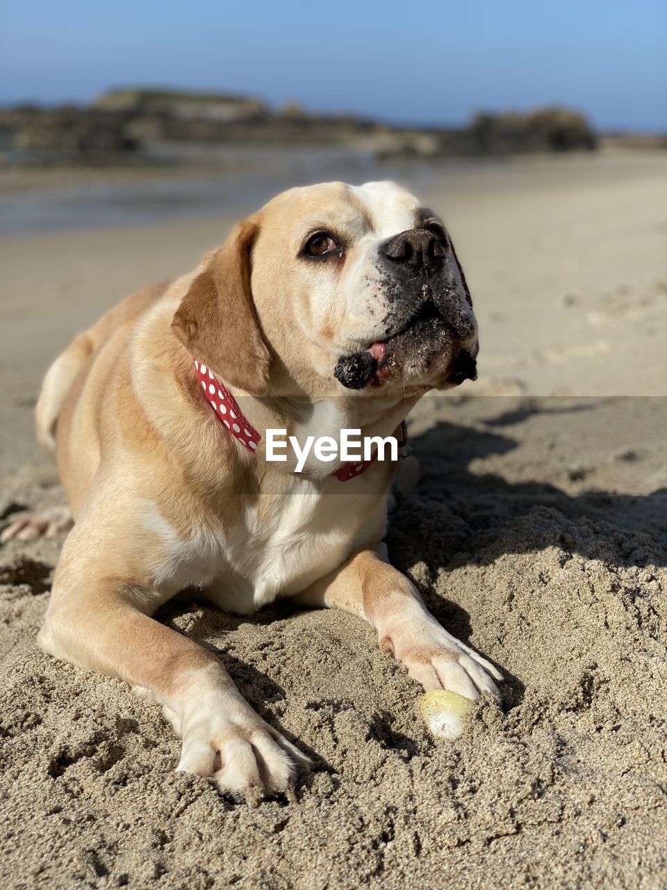 DOG LYING ON THE BEACH