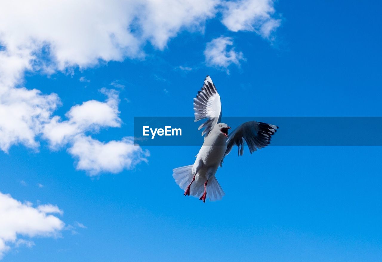 Low angle view of bird flying against blue sky