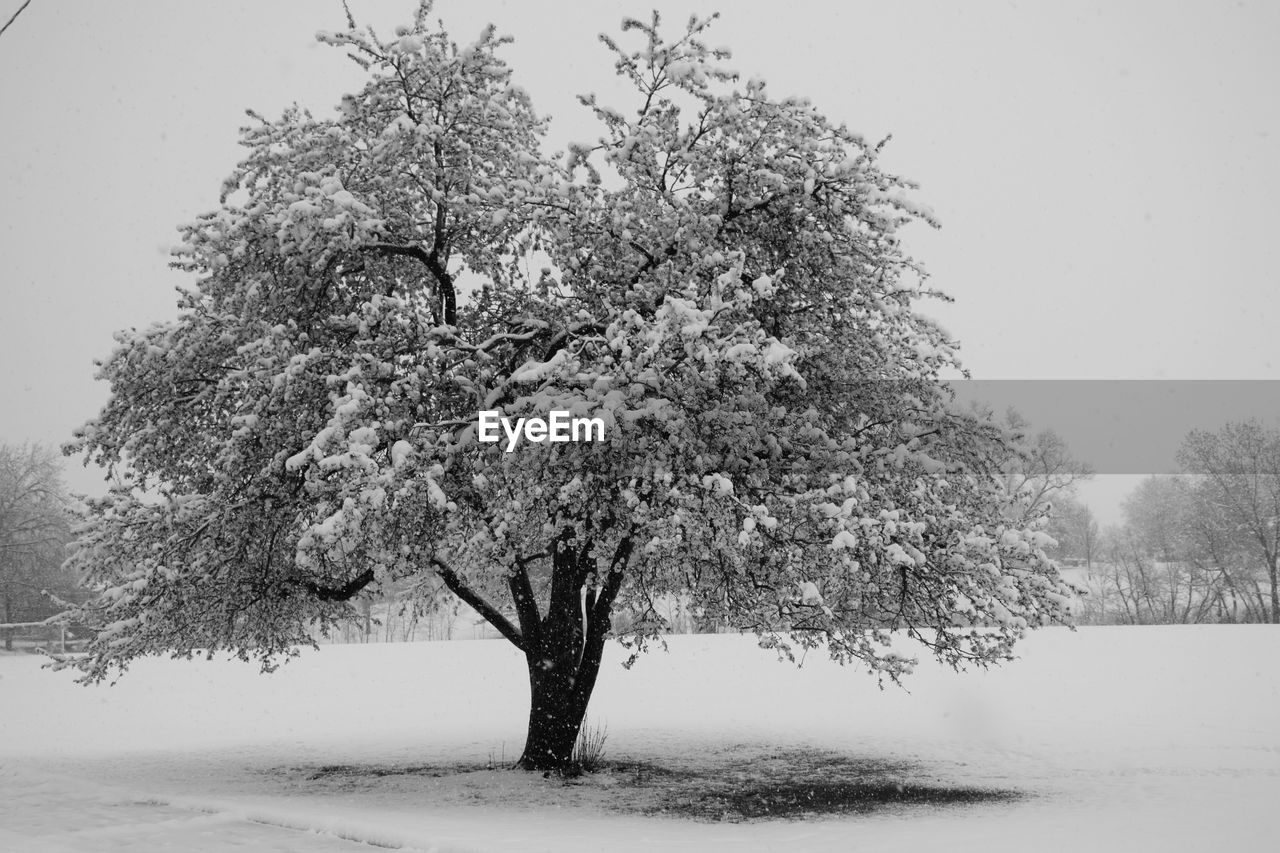 CLOSE-UP OF TREE AGAINST WHITE BACKGROUND