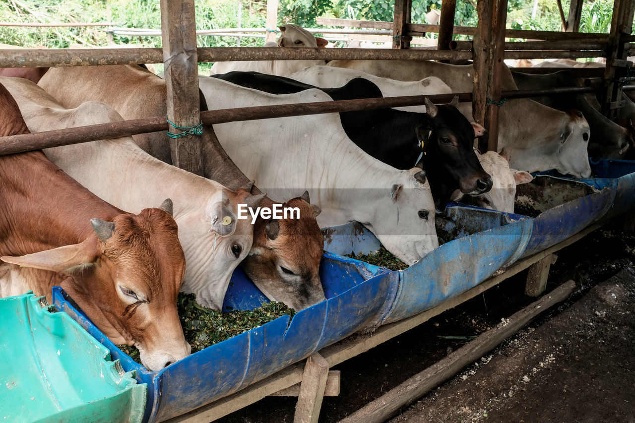 High angle view of cow in shed