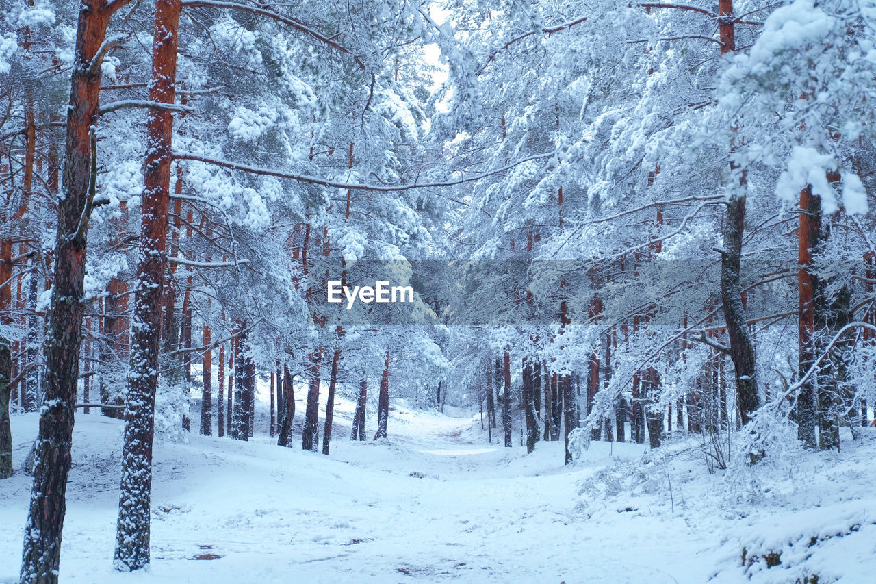 A woodland scenery in winter.