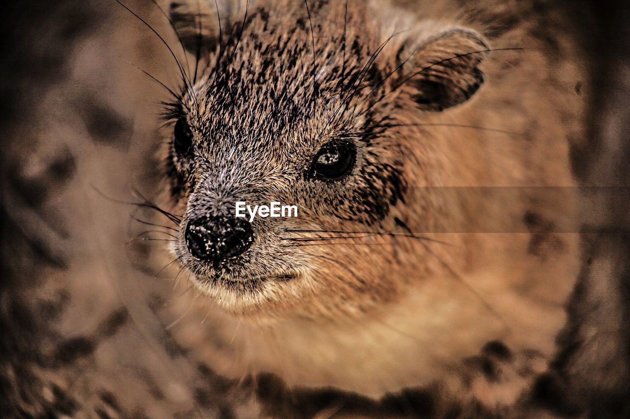 Close-up of rodent in field