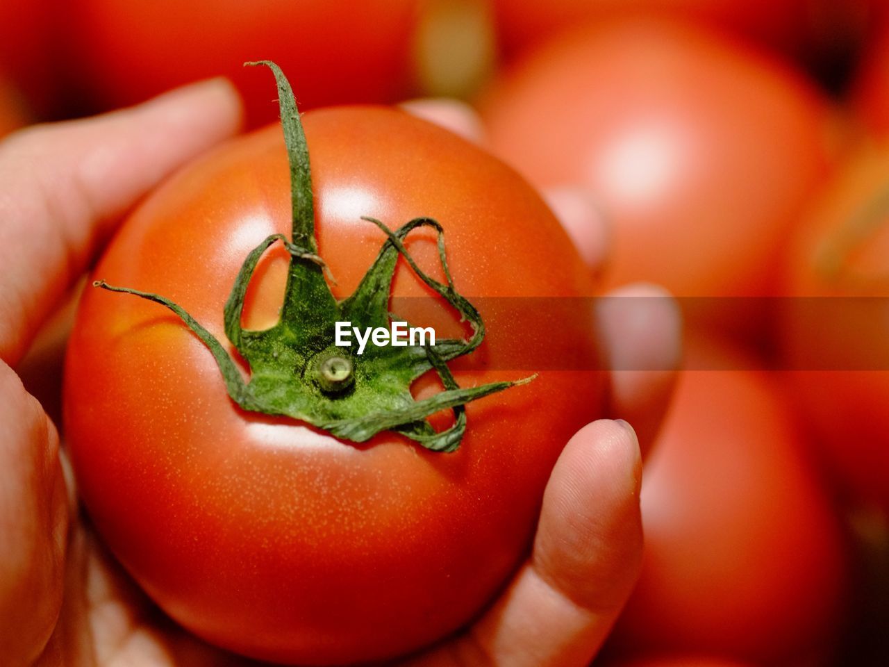 Cropped image of hand holding tomato