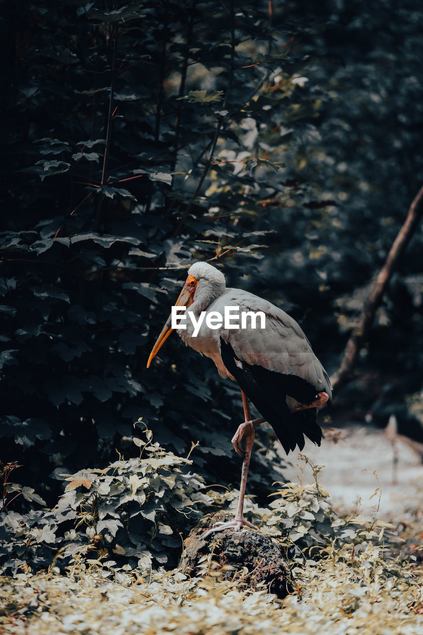 Bird perching on a rock