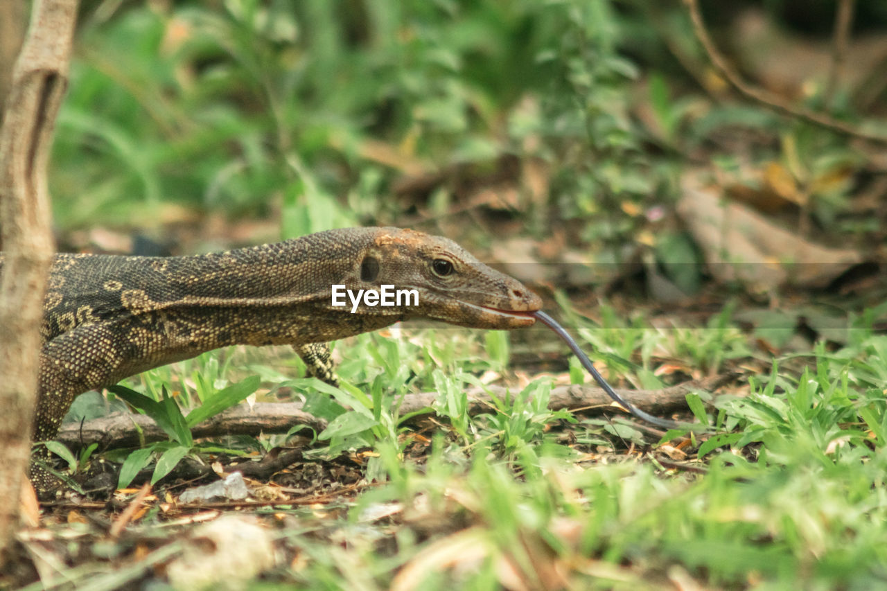 animal themes, animal, animal wildlife, one animal, wildlife, reptile, plant, nature, wall lizard, no people, grass, land, animal body part, selective focus, outdoors, environment, day, side view, lizard, sign, forest