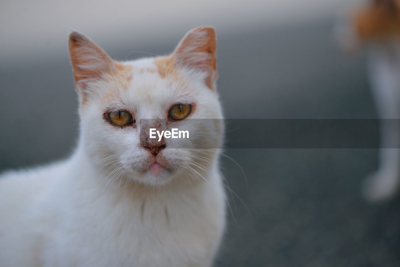 Close-up portrait of white cat