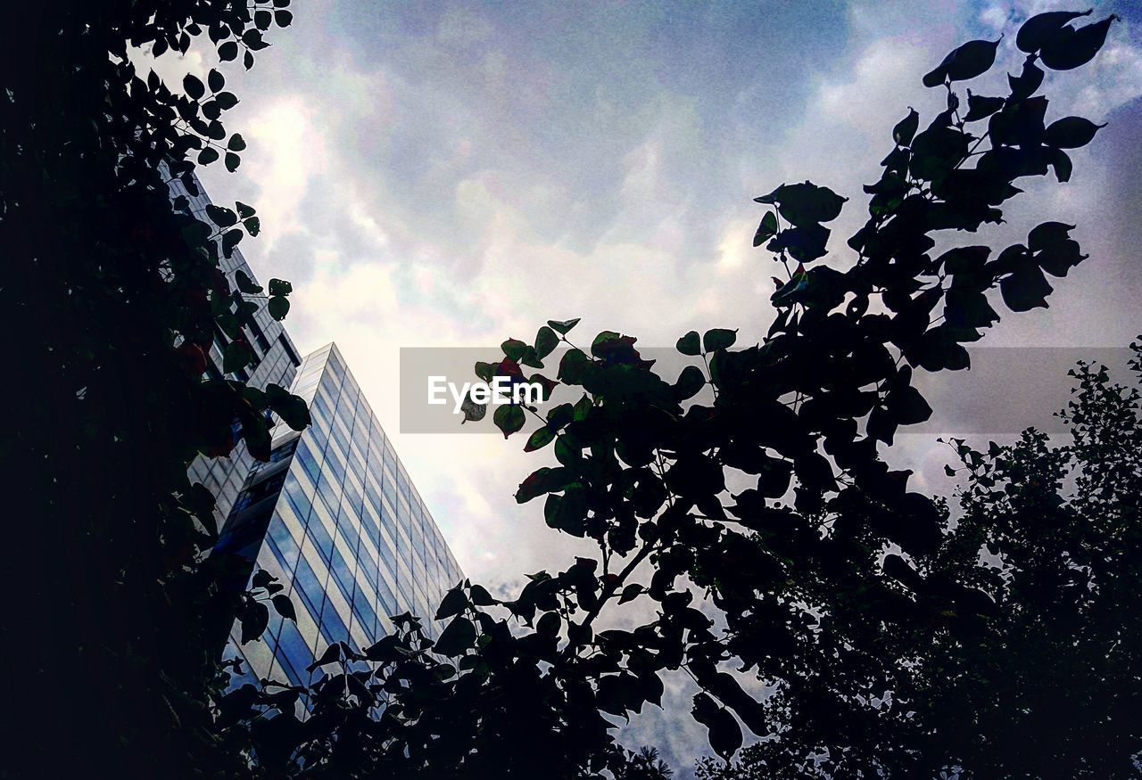 Low angle view of silhouette trees against sky