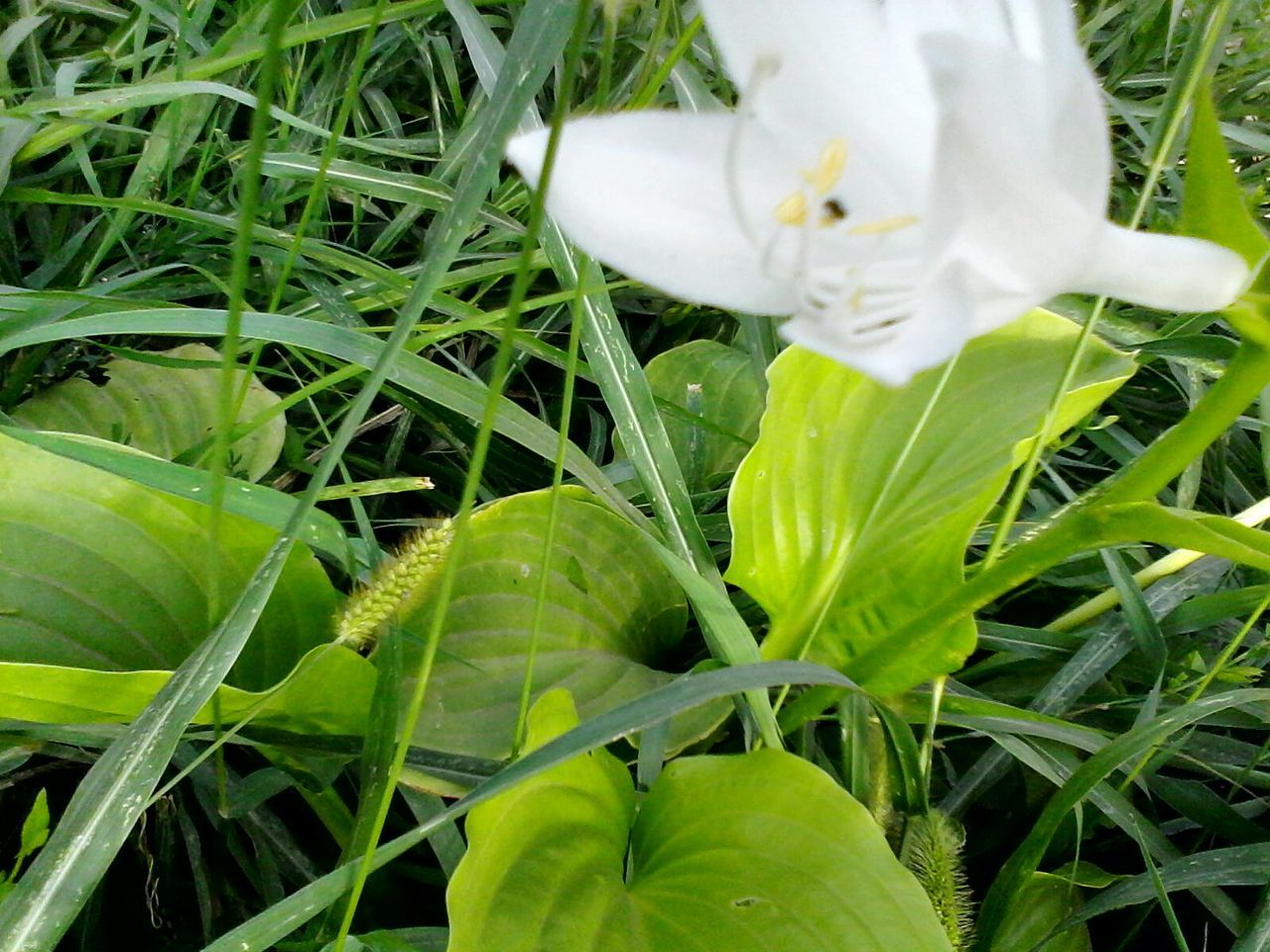 CLOSE-UP OF WHITE FLOWERS