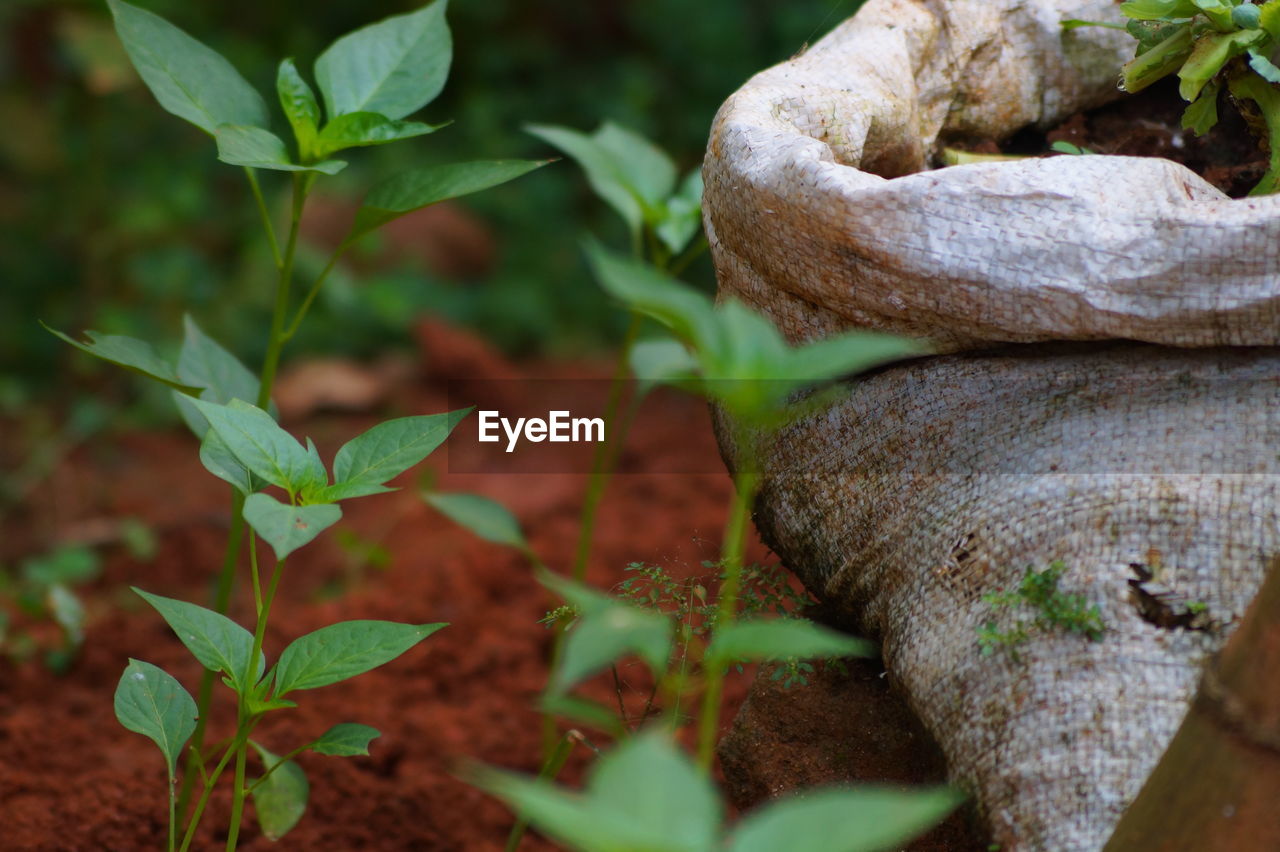 Close-up of plants by sack on field at farm