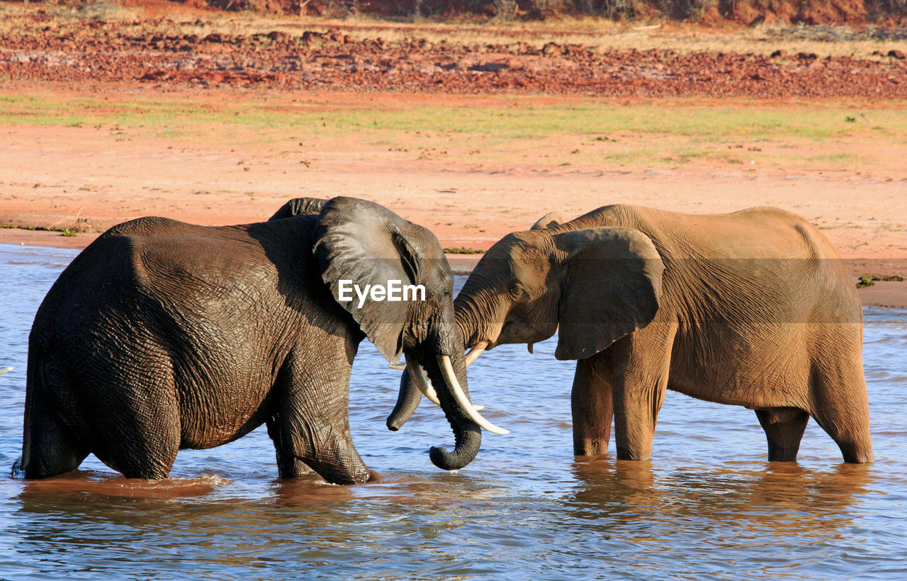 African elephants in lake