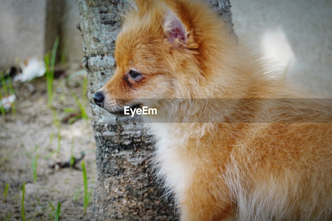 CLOSE-UP OF DOG LOOKING AWAY OUTDOORS