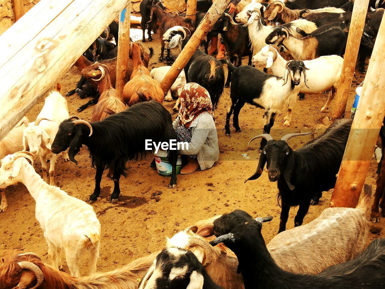 HIGH ANGLE VIEW OF GOAT IN PEN