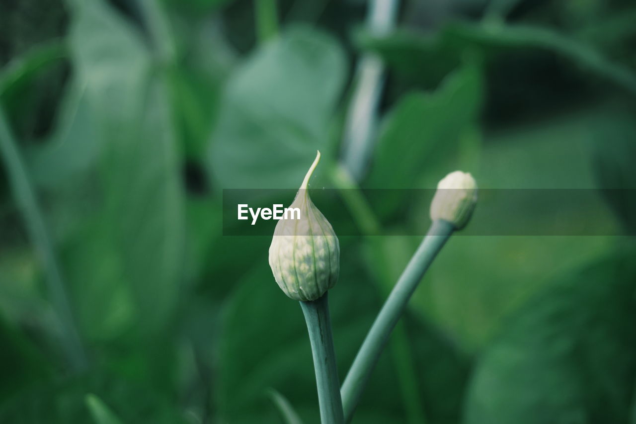 Close-up of flower growing outdoors