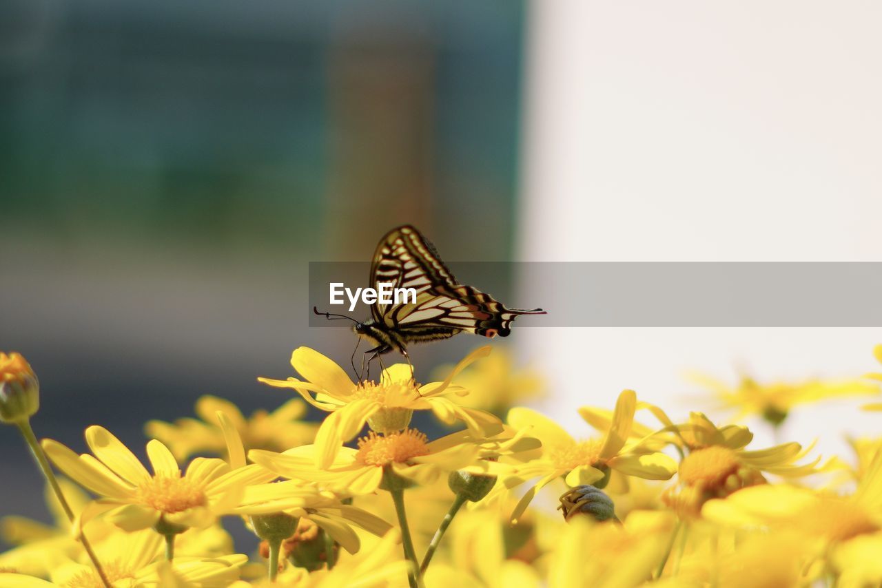 BUTTERFLY POLLINATING ON FLOWER