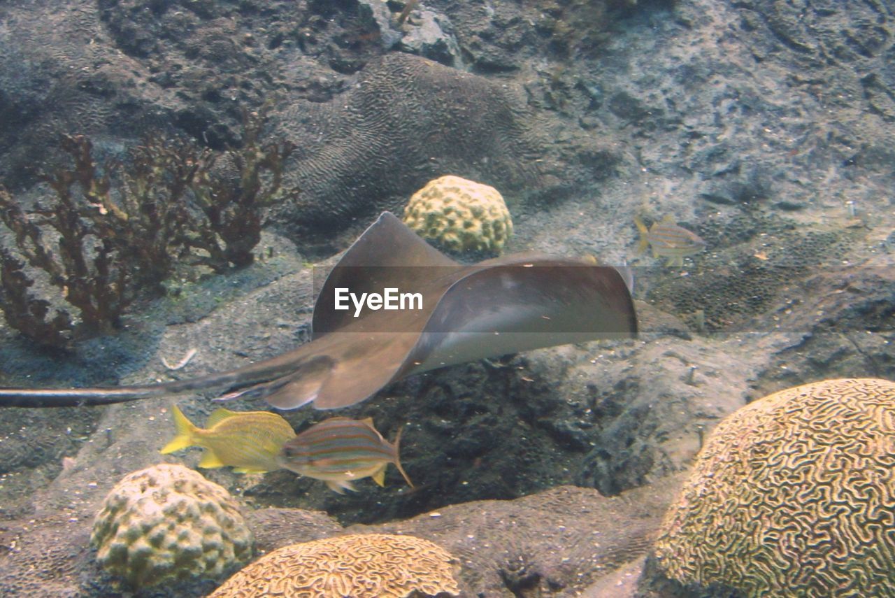 CLOSE-UP OF SWIMMING IN AQUARIUM