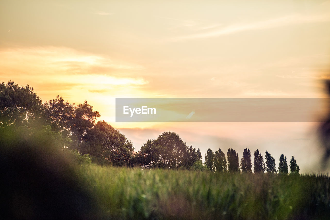 PLANTS GROWING ON LAND AGAINST SKY DURING SUNSET