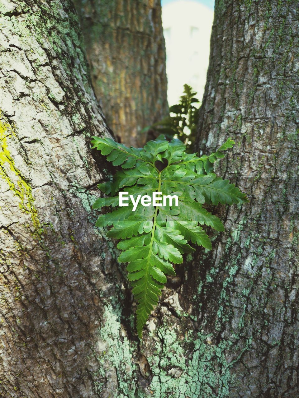 CLOSE-UP OF TREE TRUNK