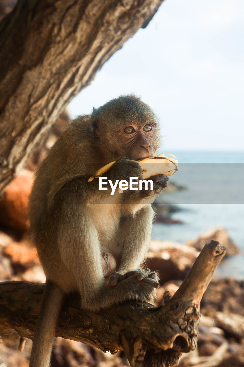 Monkey eating banana on tree at sea shore