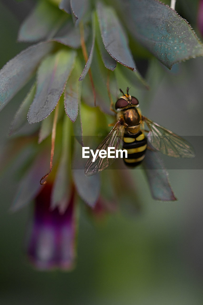 CLOSE-UP OF BUTTERFLY ON PLANT