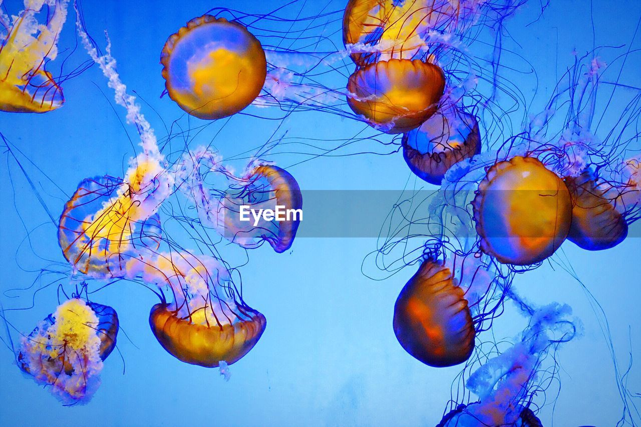 Close-up of jellyfish in water