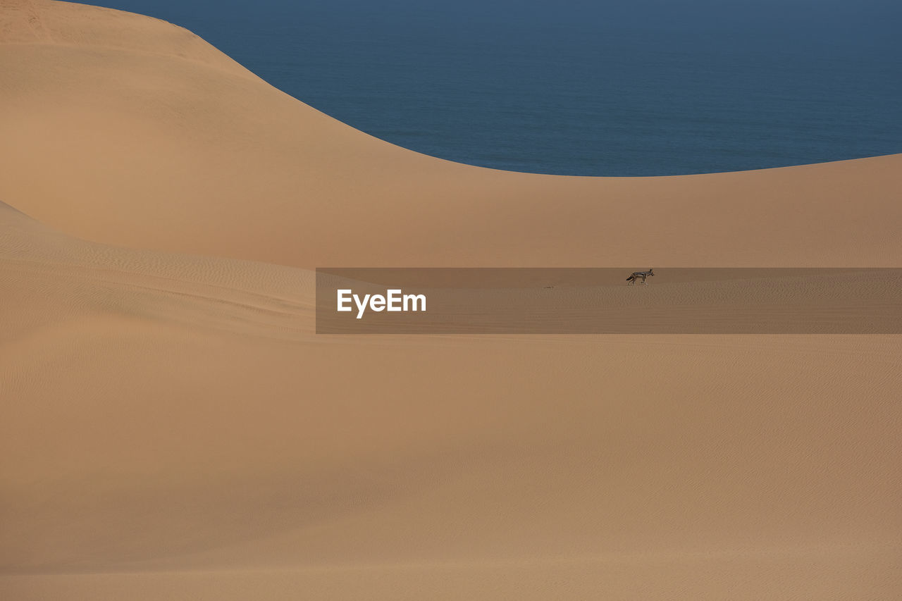 The jackal in the desert, namibia