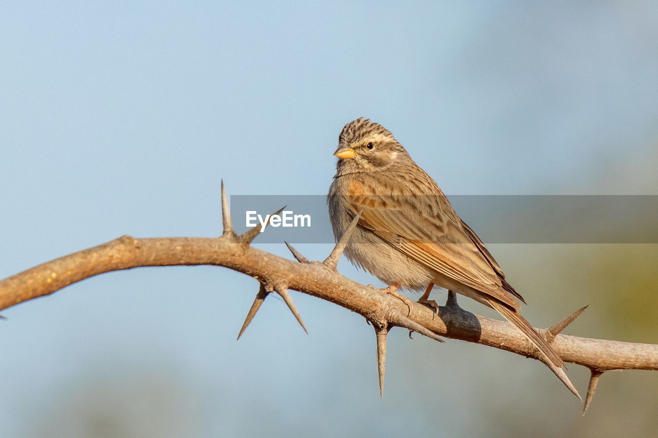 Low angle view of bird perching on branch against sky