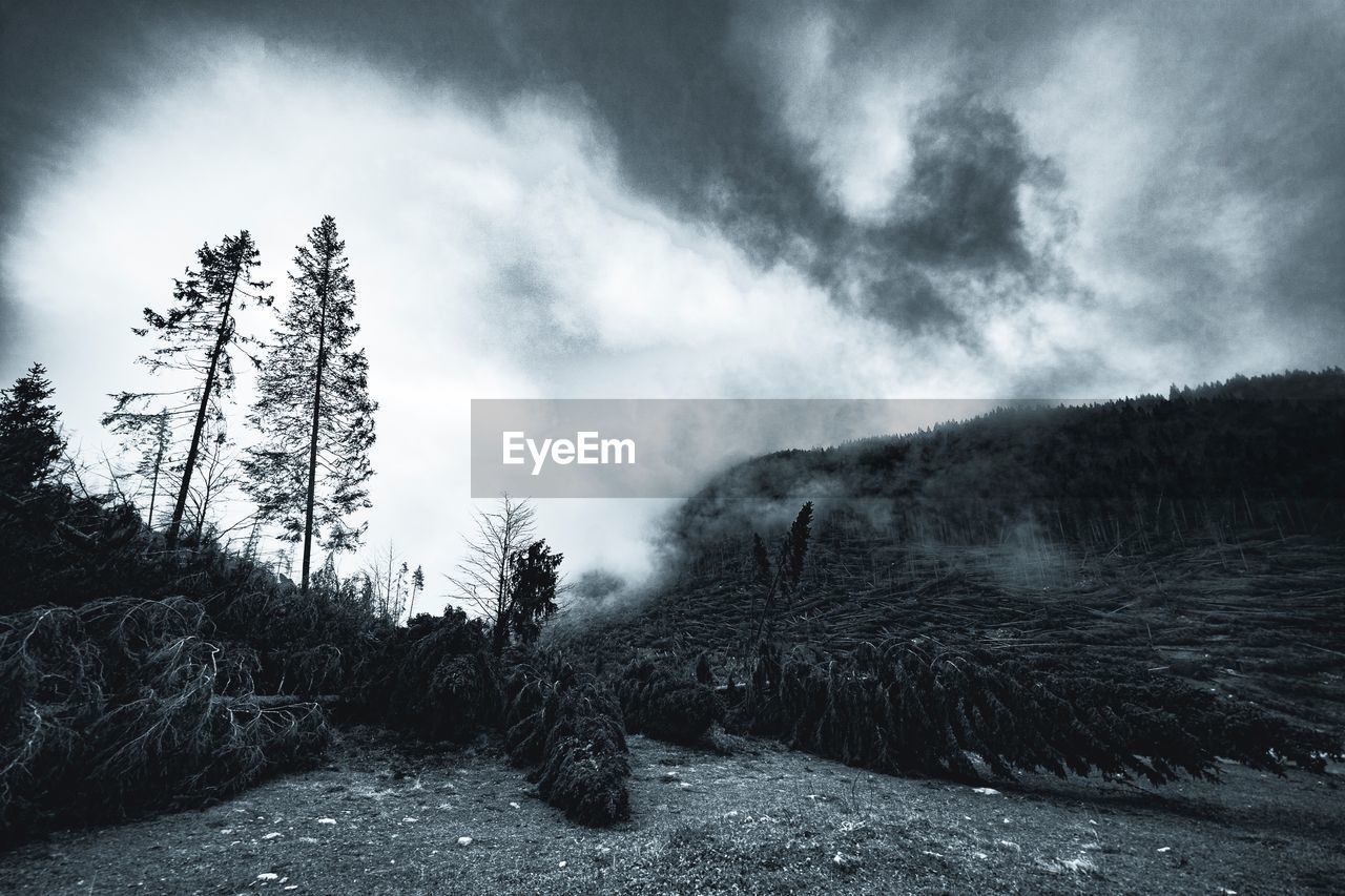 PINE TREES IN FOREST AGAINST SKY