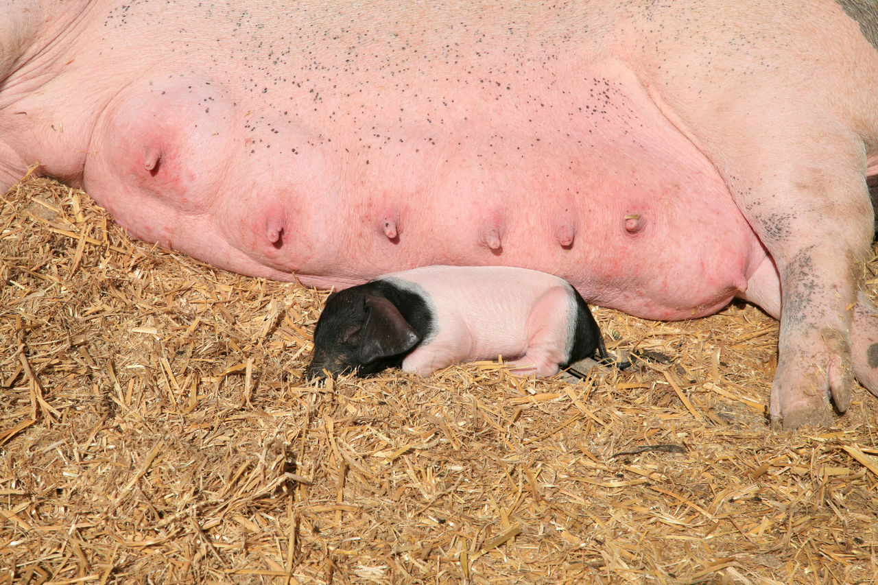 Piglets in farm