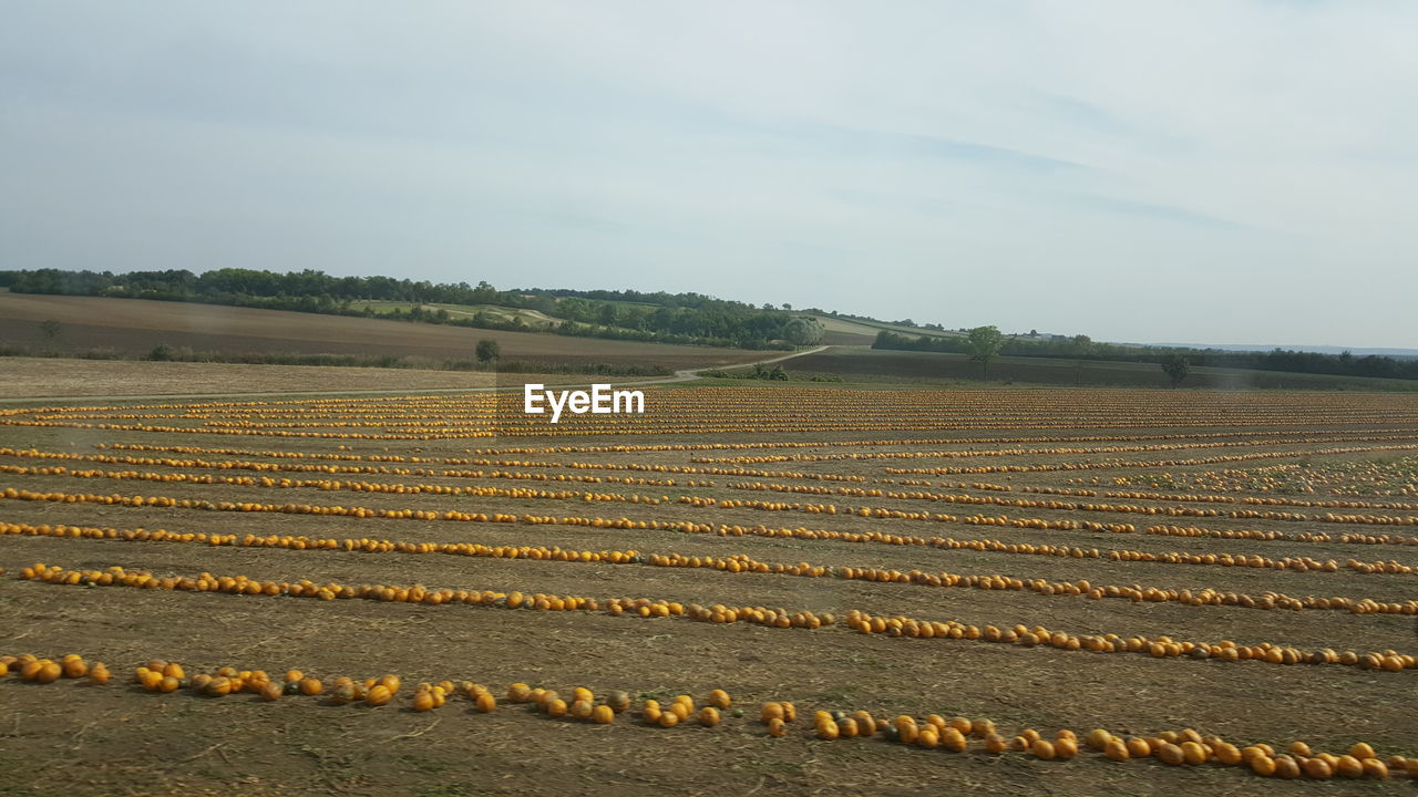 Scenic view of agricultural field against sky