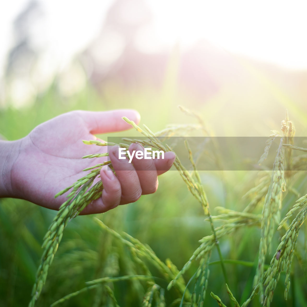 CLOSE-UP OF HAND HOLDING WHEAT FIELD