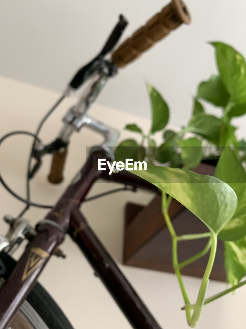 CLOSE-UP OF BICYCLE PLANT BY METAL WALL