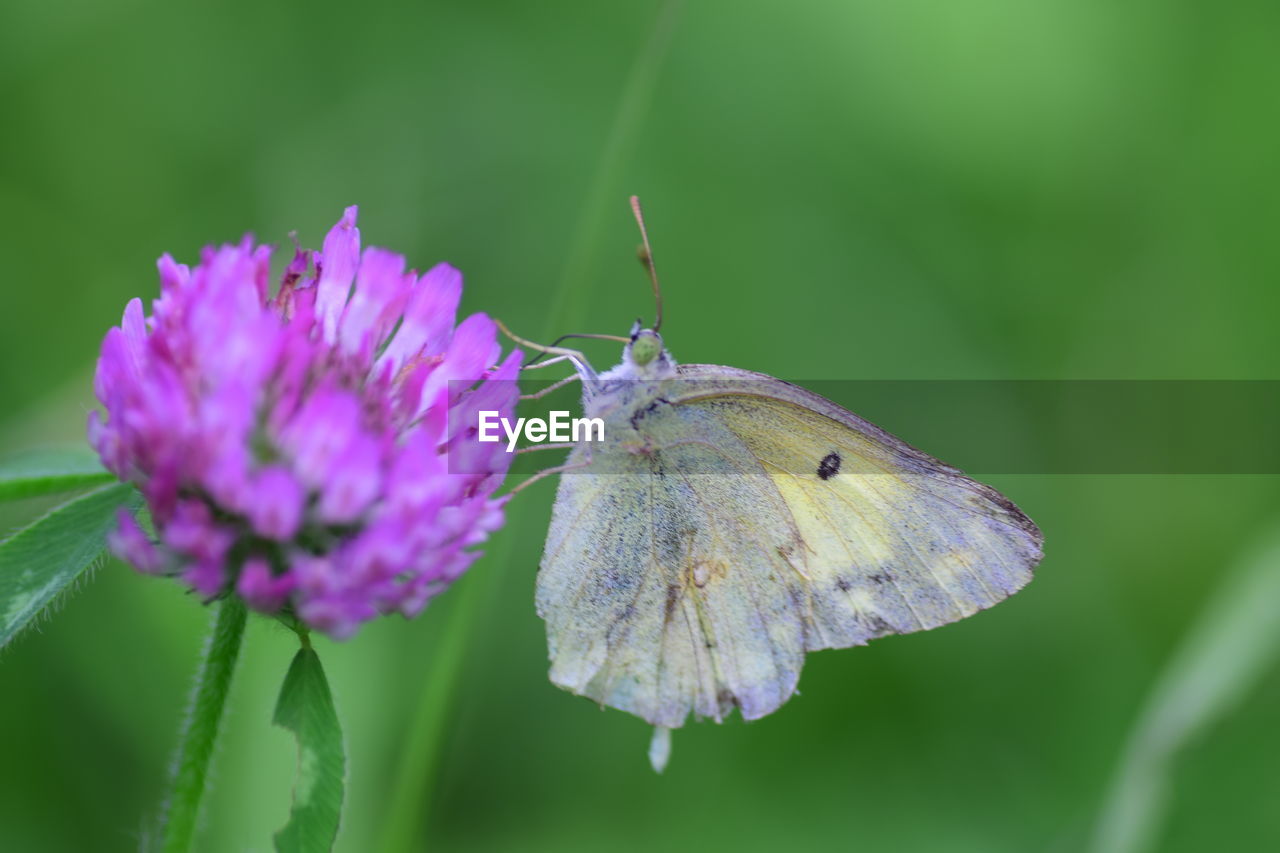 CLOSE-UP OF BUTTERFLY POLLINATING FLOWER