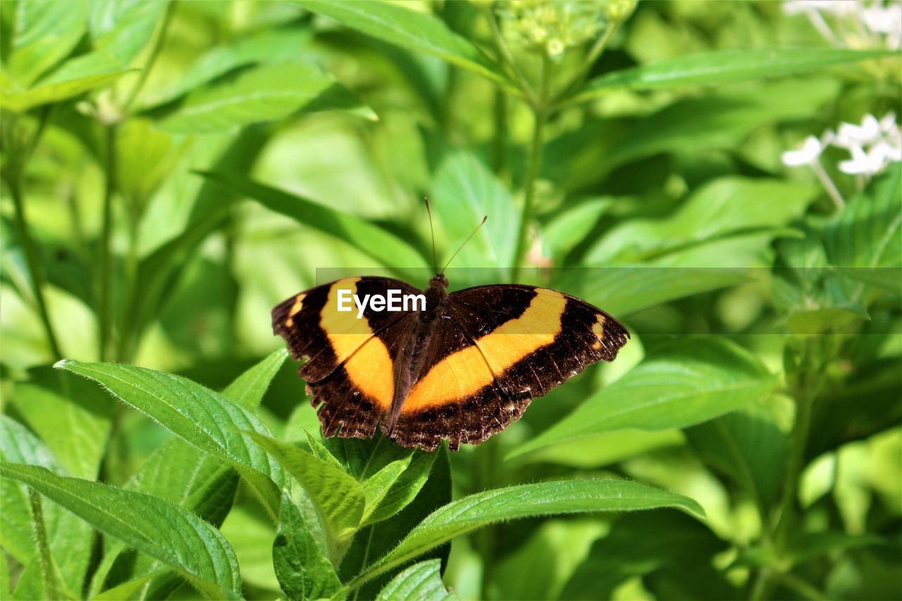 BUTTERFLY ON PLANT