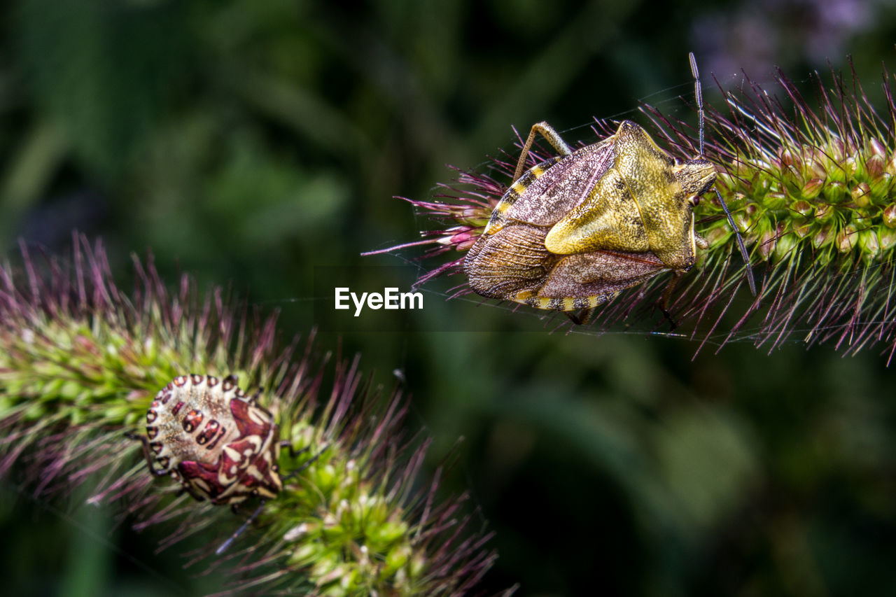 CLOSE-UP OF BUMBLEBEE ON THISTLE