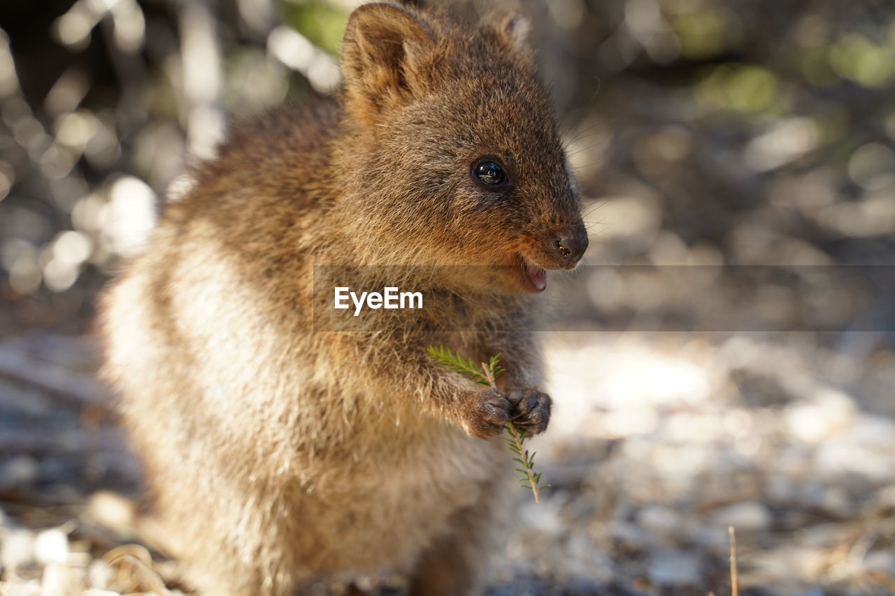 CLOSE-UP OF AN ANIMAL ON FIELD