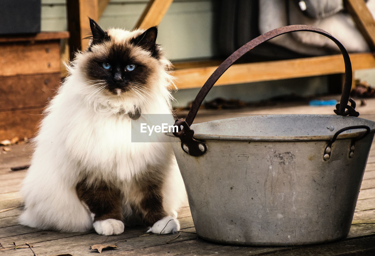 Portrait of cat sitting by bucket on hardwood floor