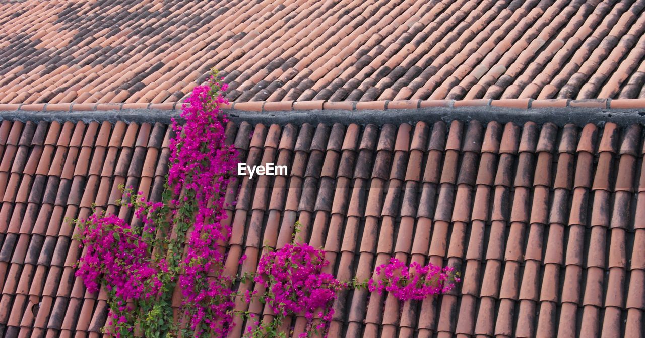 Close-up of pink flowers on roof