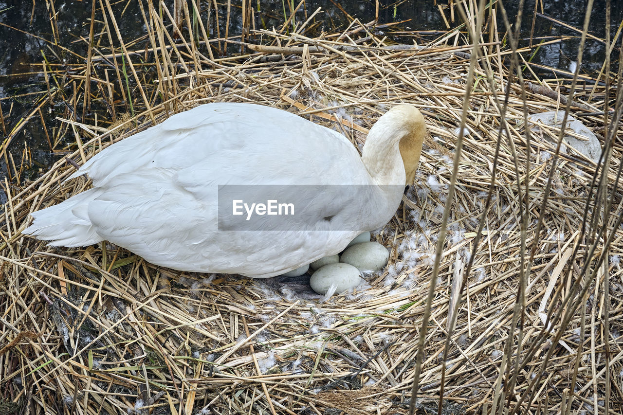 HIGH ANGLE VIEW OF BIRD IN NEST ON A FIELD