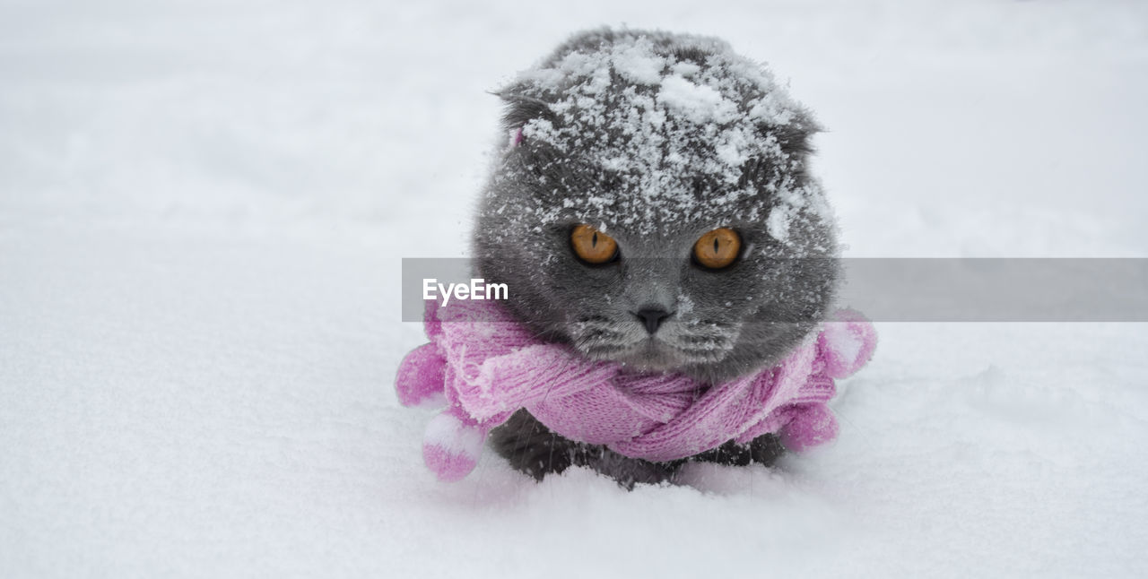 Close-up portrait of a cat on snow covered field