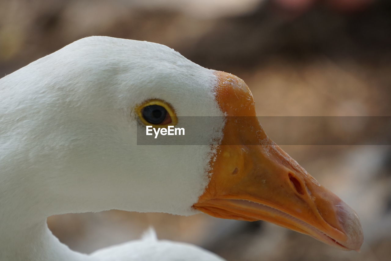 Close-up of a bird