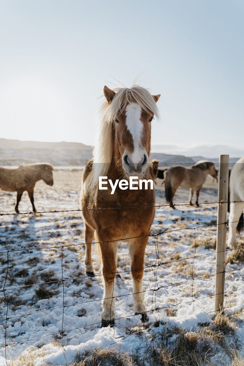 Portrait of horse standing by fence in animal pen during winter