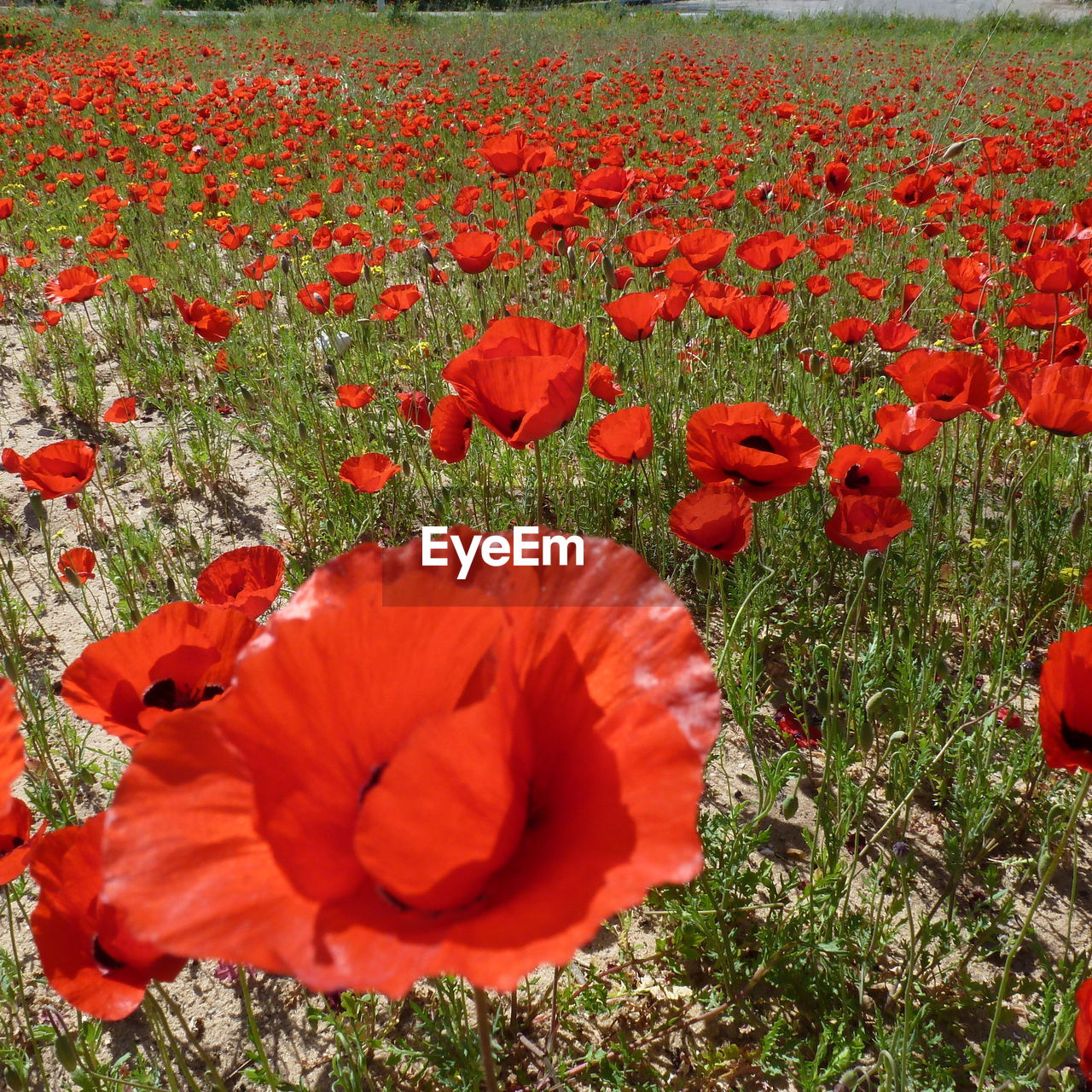 RED POPPY FLOWERS IN FIELD