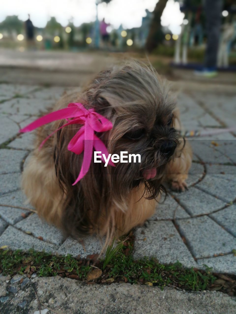 PORTRAIT OF DOG ON FOOTPATH IN CITY