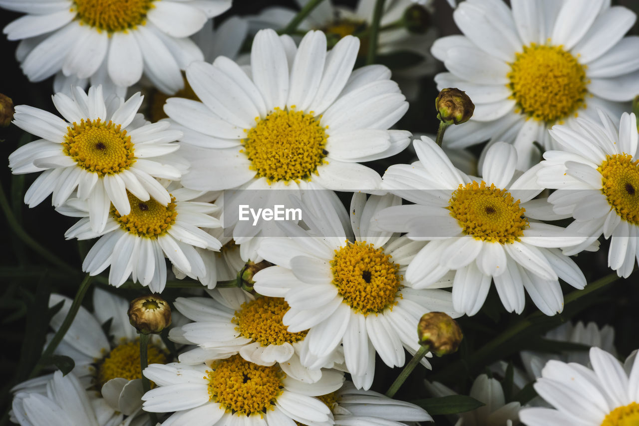 Close-up of white daisy flowers