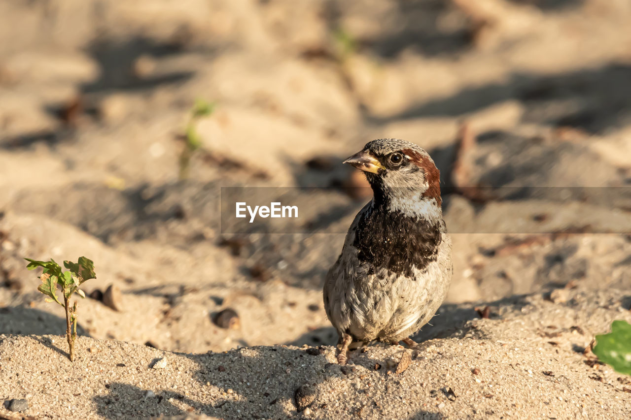Male or female house sparrow or passer domesticus is a bird of the sparrow family passeridae
