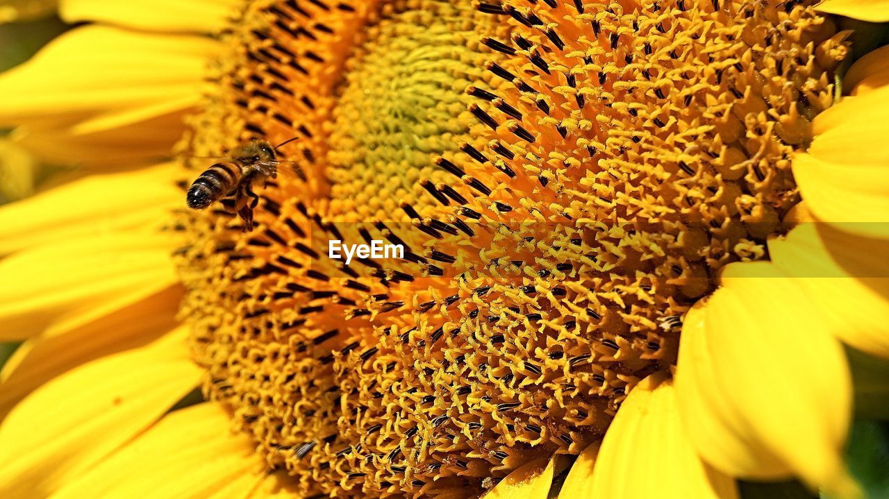 BEE ON YELLOW FLOWER