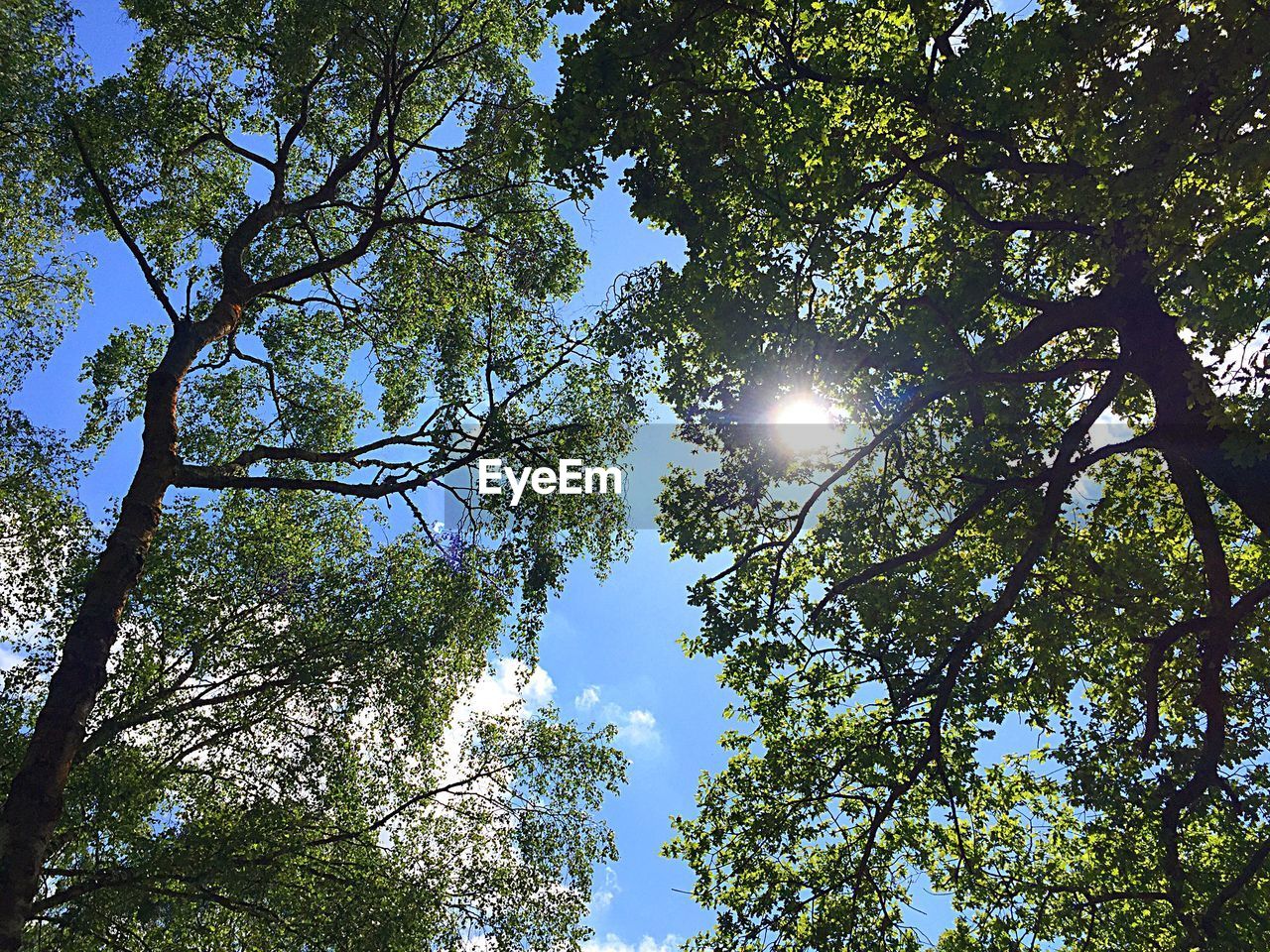 Low angle view of trees against bright sun