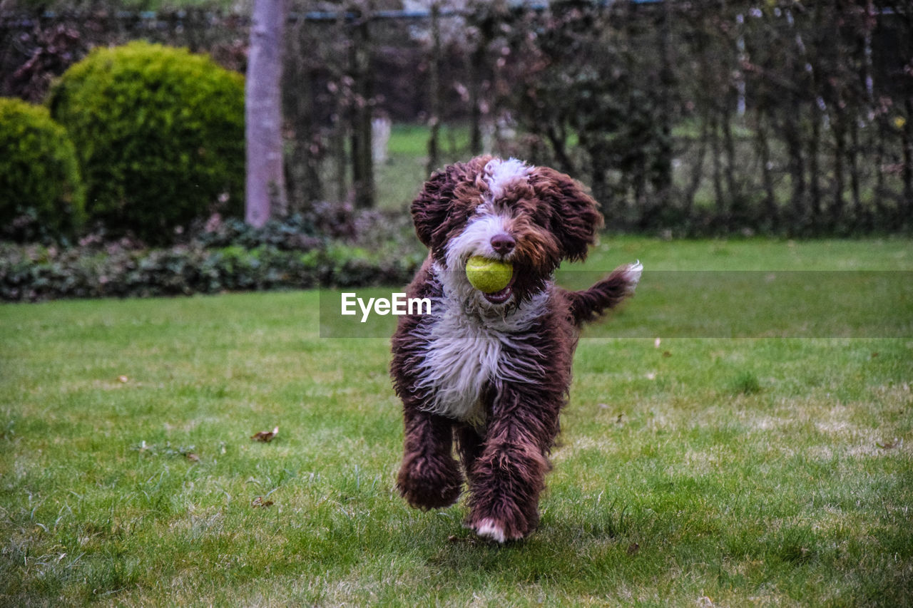 Portrait of dog on grass