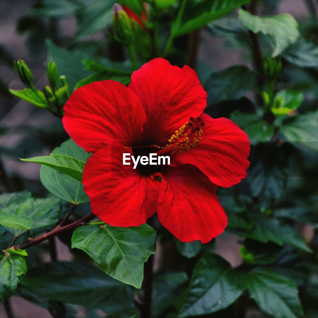 CLOSE-UP OF RED FLOWERS