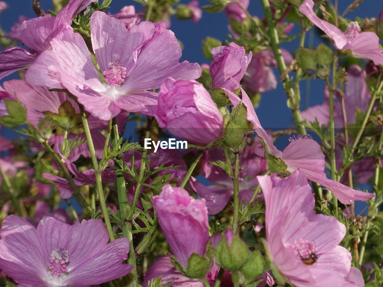 Close-up of pink flowers